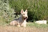 SCOTTISH TERRIER 216